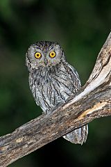 Western Screech-Owl